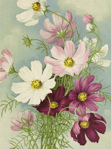 Poster - Vintage - Rosenskära - 18 x 24 cm - www.frokenfraken.se