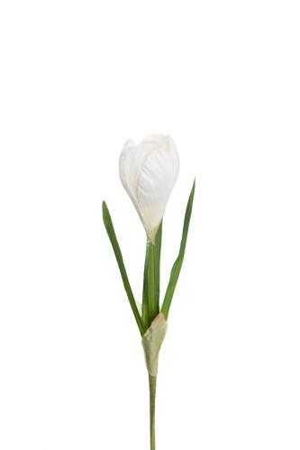 Crocus - Vit - 22 cm - www.frokenfraken.se