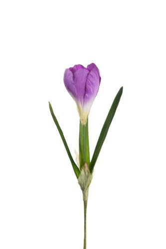 Crocus - Blå - 22 cm - www.frokenfraken.se