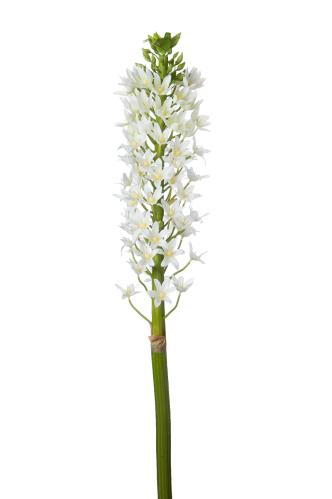 Eremurus - Vit - 105 cm - www.frokenfraken.se