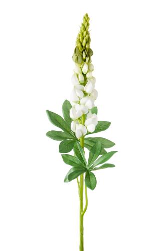 Lupin - Vit - 80 cm - www.frokenfraken.se