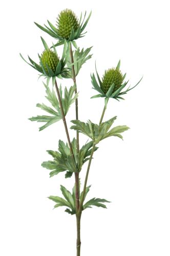 Tistel - Grön - 60 cm - www.frokenfraken.se