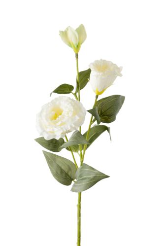 Prärieklocka - Vit - 65 cm - www.frokenfraken.se