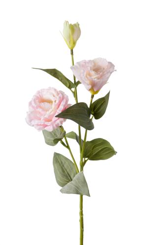 Prärieklocka - Rosa - 65 cm - www.frokenfraken.se