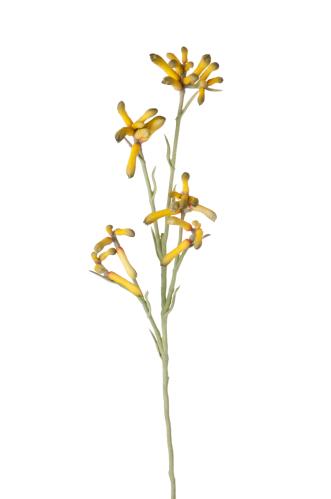 Kängurutass - Gul - 65 cm - www.frokenfraken.se