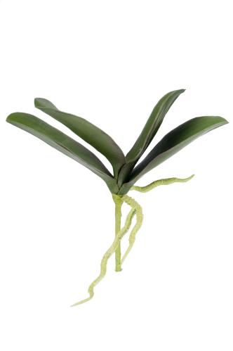 Phalaenopsis blad - Grön - 18 cm - www.frokenfraken.se