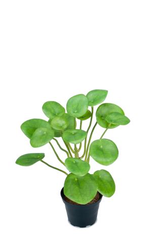 Elefantöra - Grön - 25 cm - www.frokenfraken.se