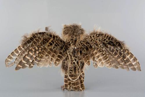 Fågel - Uggla - Flygande - Natur - 32 x 23 cm - www.frokenfraken.se