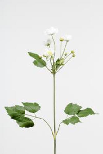 Anemon - Vit - 110 cm - www.frokenfraken.se