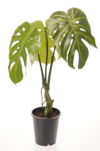 Monstera - Grön - 60 cm - www.frokenfraken.se