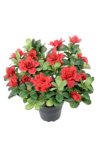 Azalea - Röd - 25 cm - www.frokenfraken.se