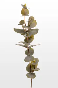 Eucalyptus - Grön - 40 cm - www.frokenfraken.se