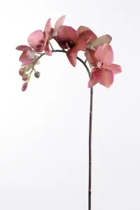 Phalaenopsis - Röd - 60 cm - www.frokenfraken.se