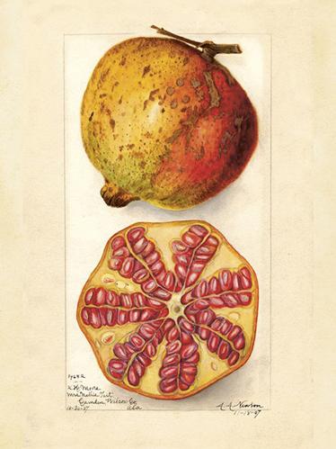 Poster - Vintage - Granatäpple - 18 x 24 cm - www.frokenfraken.se