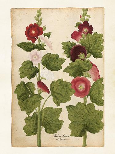 Poster - Vintage - Malva - 18 x 24 cm - www.frokenfraken.se