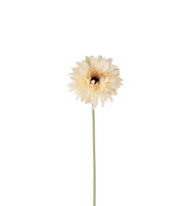 Gerbera - Cream - 55 cm - www.frokenfraken.se