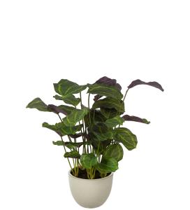 Calathea - Grön- 80 cm - www.frokenfraken.se