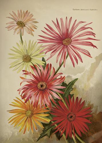 Poster - Gerbera - 50 x 70 cm - www.frokenfraken.se