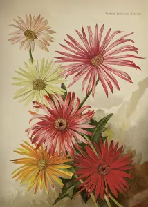 Poster - Gerbera - 50 x 70 cm - www.frokenfraken.se