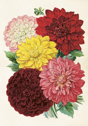 Poster - Vintage - Dahlia - 35 x 50 cm - www.frokenfraken.se