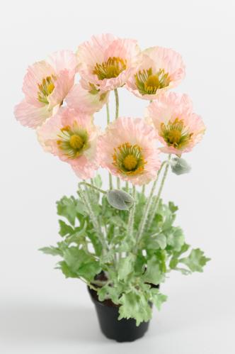 Vallmo - Rosa - 40 cm - www.frokenfraken.se