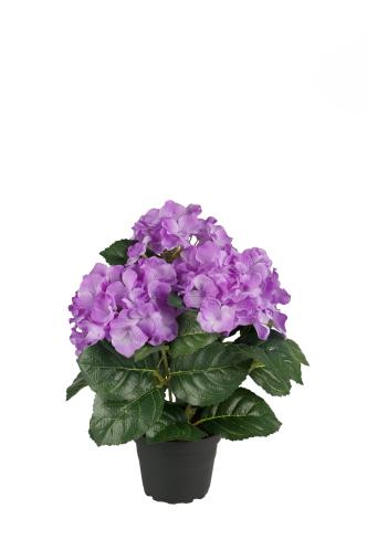 Hortensia - Lila - 30 cm - www.frokenfraken.se