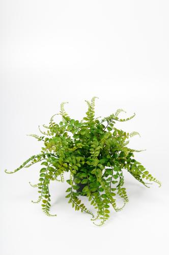 Ormbunke - Grön - 25 cm - www.frokenfraken.se