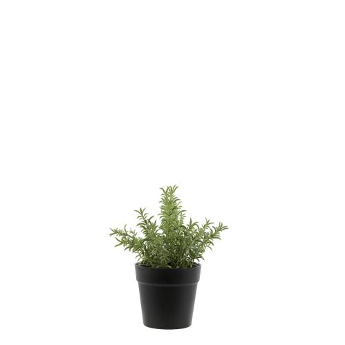 Rosmarin i kruka - 24 cm - www.frokenfraken.se