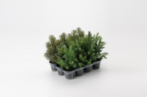 Gran - Mix - 22 cm - www.frokenfraken.se