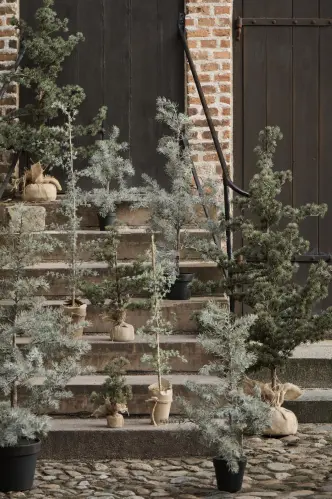 Lärkträd Naturtroget - 60 cm - www.frokenfraken.se