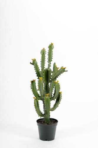 Kaktus - Grön - 70 cm - www.frokenfraken.se
