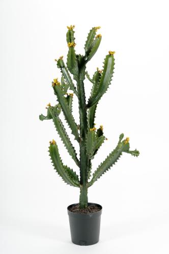 Kaktus - Grön - 97 cm - www.frokenfraken.se