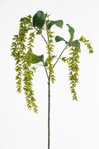 Gren - Grön - 110 cm - www.frokenfraken.se