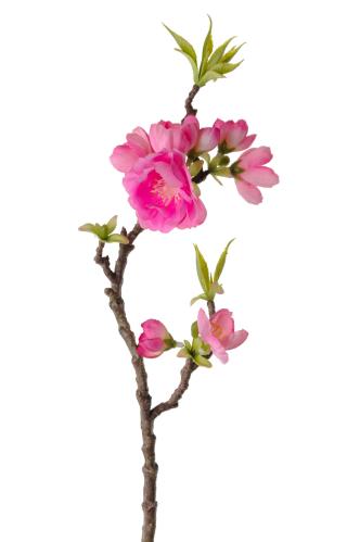 Äppelblom - Rosa - 40 cm - www.frokenfraken.se