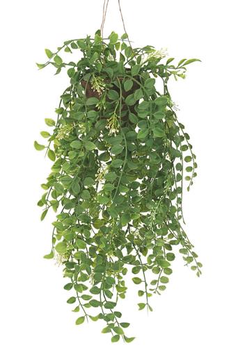 Pilea - Grön - 52 cm - www.frokenfraken.se