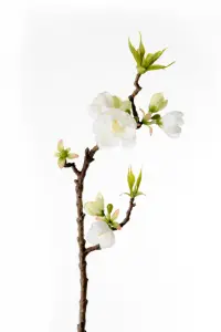 Äppelblom - Vit - 40 cm - www.frokenfraken.se