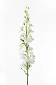 Delphinium - Vit - 90 cm - www.frokenfraken.se