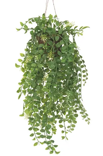 Pilea - Grön - 52 cm - www.frokenfraken.se