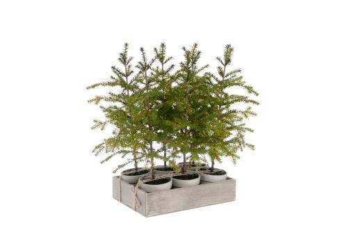 Gran - Grön - 45 cm - www.frokenfraken.se