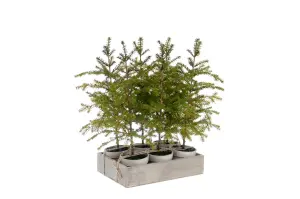 Gran - Grön - 45 cm - 1st - www.frokenfraken.se