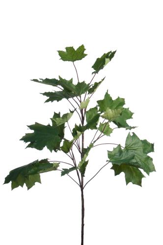Lönn - 6 st - Grön - 95 cm - www.frokenfraken.se