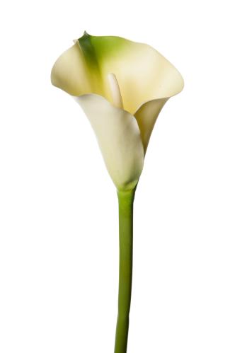 Calla - Grön - 80 cm - www.frokenfraken.se