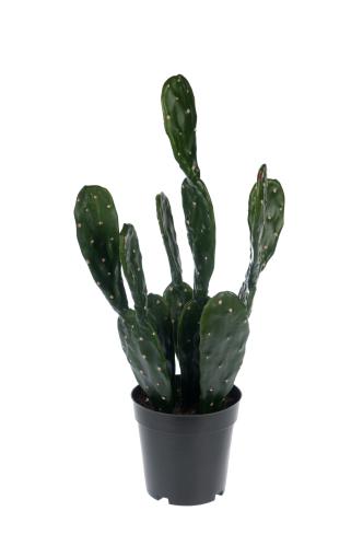 Kaktus - Grön - 50 cm - www.frokenfraken.se