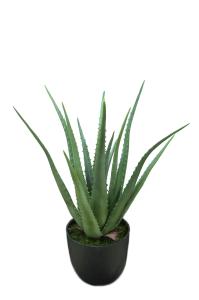 Aloe - Grön - 55 cm - www.frokenfraken.se