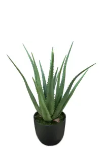 Aloe - Grön - 55 cm - www.frokenfraken.se