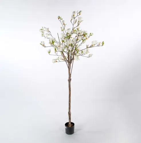 Magnoliaträd - Vit - 180 cm - www.frokenfraken.se