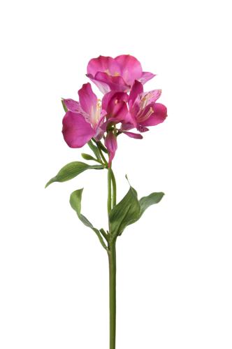 Alstromeria - Lila - 34 cm - www.frokenfraken.se