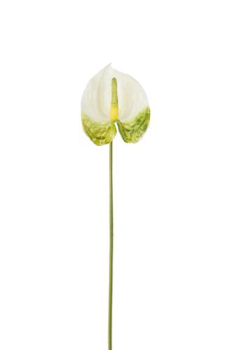 Anthurium - Grön - 40 cm - www.frokenfraken.se
