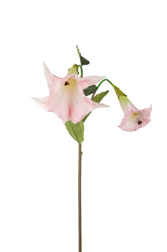 Änglatrumpet - Rosa - 90 cm - www.frokenfraken.se