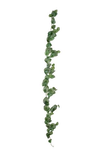 Peperomia girlang - Grön - 180 cm - www.frokenfraken.se